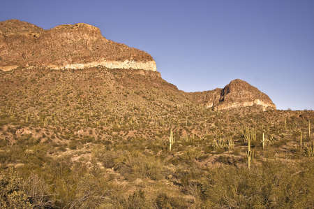 Saguaro studded mountainの写真素材