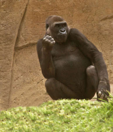 Female Gorilla Ponderingの写真素材
