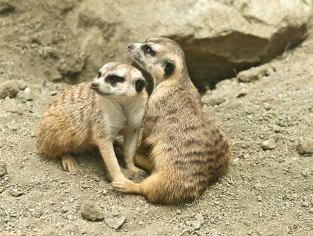 Meerkatsの写真素材