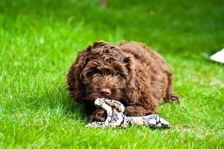 12 week puppy