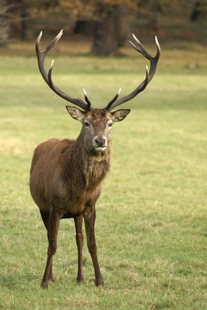 Wild deer stands facing the Cameraの写真素材