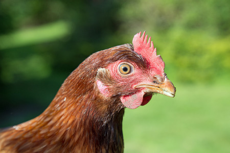 Russet chicken close up showing beak and eyes within a landscape frameの写真素材