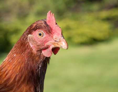 Russet chicken close up showing beak and eyes within a landscape frameの写真素材