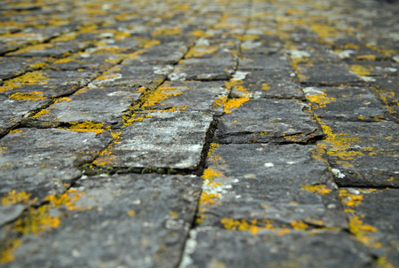 Stone tiled roof with algae texture backgroundの写真素材