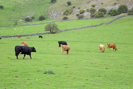 Cattle in a green fieldの写真素材