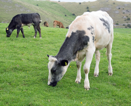 Cattle grazing in a green fieldの写真素材