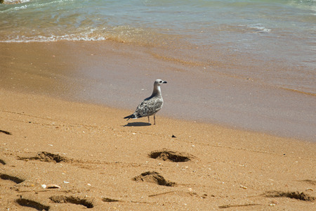 Seagull at the shoreline on a sandy beach with footstepsの写真素材