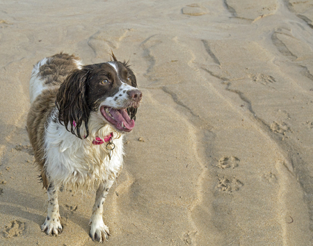 Cute playful springer spaniel dog on a beachの写真素材