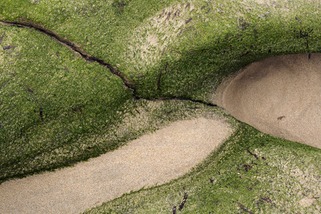 Green moss covered rock formations on a sandy cornish beachの写真素材