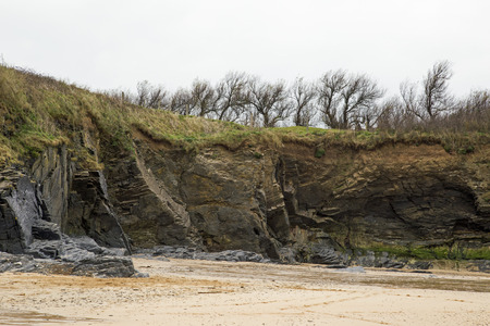 Small trees grow on a cliff edge at a Cornish beachの写真素材