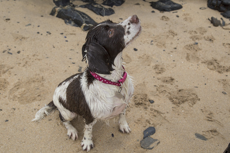 Springer Spaniel playing on a beachの写真素材