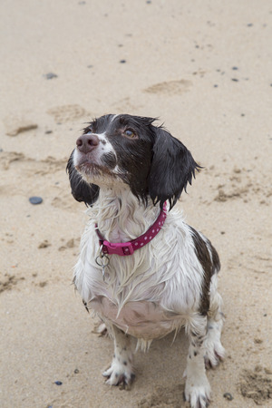 Springer Spaniel playing on a beachの写真素材