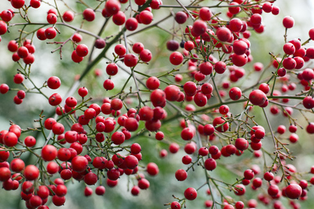 Red berries in abundance on tree branchesの写真素材