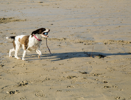 Springer Spaniel dog plays on a beachの写真素材
