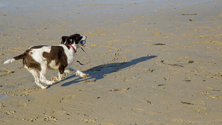 Springer Spaniel plays on a sandy beachの写真素材