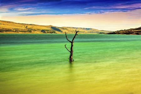 Lonely treeの写真素材