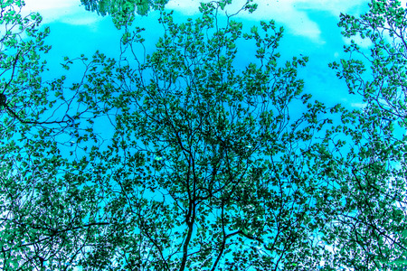 Reflections of cloud and trees on waterの写真素材