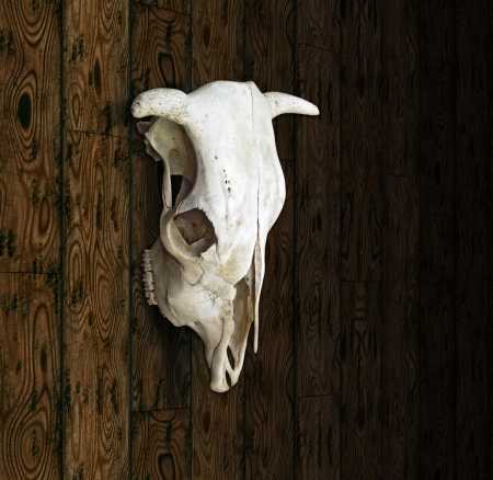 Cow Skullの写真素材