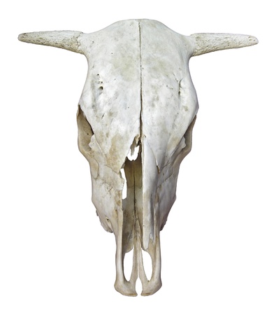 Cow Skullの写真素材