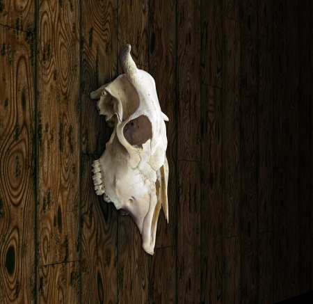 Cow Skullの写真素材