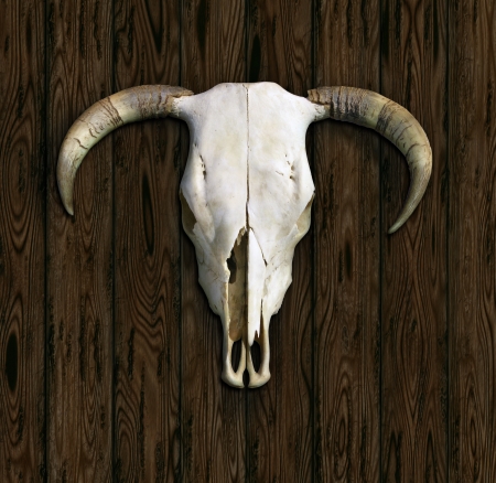 Cow Skullの写真素材