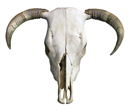 Cow Skullの写真素材