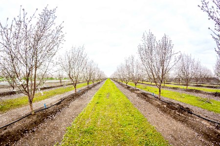 Almond trees in full bloom located in an orchard in central California. Beautiful white nut tree...