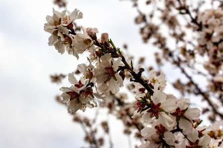 Almond trees in full bloom located in an orchard in central California. Beautiful white nut tree blossoms in an orchard with rows and rows of almond trees.の写真素材