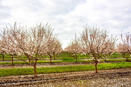 Almond trees in full bloom located in an orchard in central California. Beautiful white nut tree blossoms in an orchard with rows and rows of almond trees.の写真素材