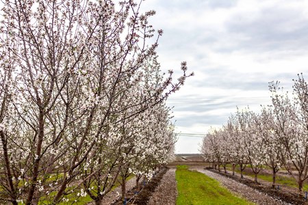 Almond trees in full bloom located in an orchard in central California. Beautiful white nut tree...