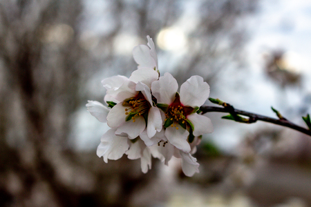 Almond trees in full bloom located in an orchard in central California. Beautiful white nut tree blossoms in an orchard with rows and rows of almond trees.の写真素材