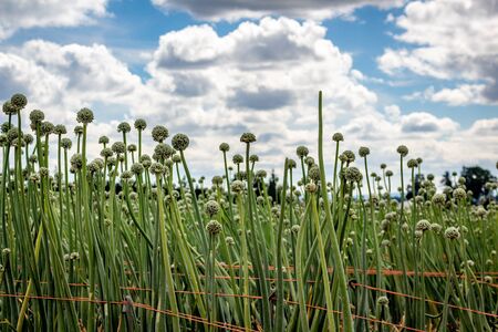 Field of green onions with rows and rows of crops. Onions have blooms on top.の写真素材