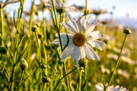 Camera moving through the summer flowers field of white daisies in the early morning sunrise. Sunny blue sky background. White daisies used for agriculture.の写真素材