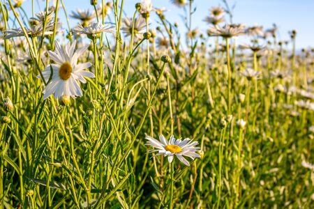Camera moving through the summer flowers field of white daisies in the early morning sunrise. Sunny blue sky background. White daisies used for agriculture.の写真素材
