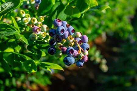 Blueberry bush showing various stages of ripeness at a blueberry farm in the us pacific northwest in 4K.の写真素材