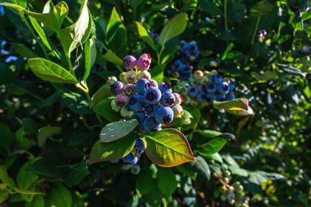 Blueberry bush showing various stages of ripeness at a blueberry farm in the us pacific northwestの写真素材