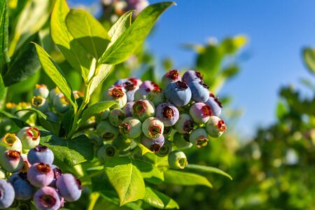 Blueberry bush showing various stages of ripeness at a blueberry farm in the us pacific northwest in 4K.の写真素材