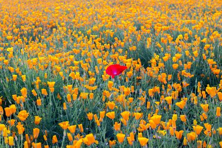 Yellow California poppy flowers growing in a field with a gentle summer breeze.の写真素材