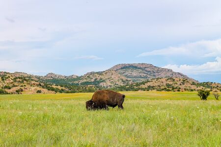 Herd of wild buffalo grazing on lush green grass with dramatic clouds in the background. Bison roaming free range in the Wichita Wildlife Refuge in Oklahoma.の写真素材