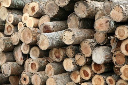 Recently cut trees are stacked at the sawmill.