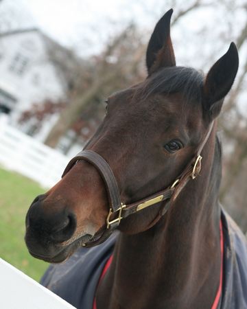 Portrait of a thoroughbred horse