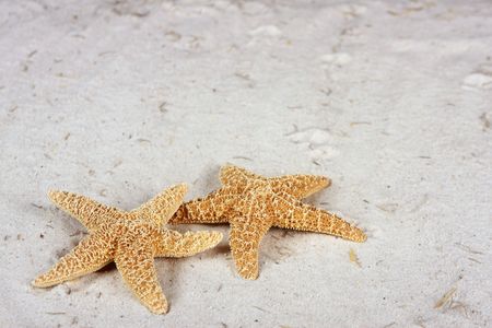 Starfish on the beach with copy spaceの写真素材