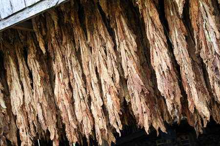 Tobacco hanging in a barnの写真素材