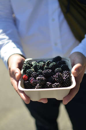 POV to the bucket full of blackberry fruit with sunshines ray to fruits in summer daytime