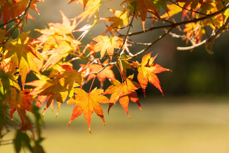 Close up Of Maple Tree leaves During Autumn with color change on leaf in orange yellow and red,...
