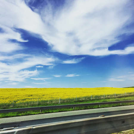 A beautiful yellow field under a blue sky.の素材