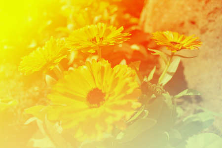 colors of flowerの写真素材