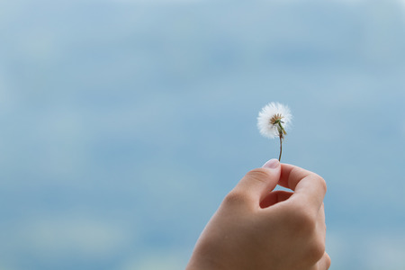 Dandelionの写真素材