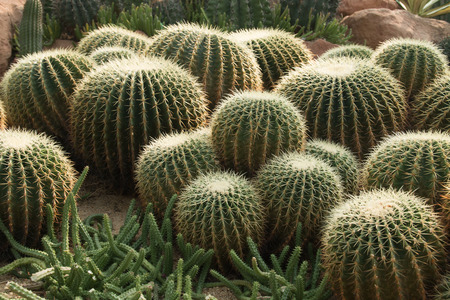 Cactus