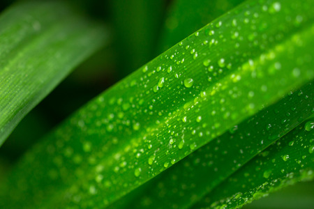 Rains drop on the leaf